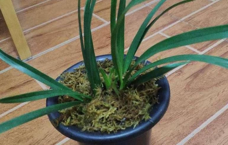 少见的黑紫色兰花：墨雪姬，花香浓郁，叶片常青，几乎零缺点