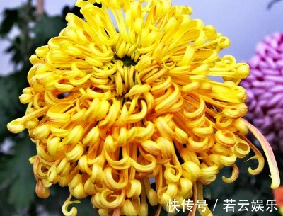 喜欢菊花,不如养盆“菊中珍品”檀香钩环,花似黄金,蕊似碧玉!