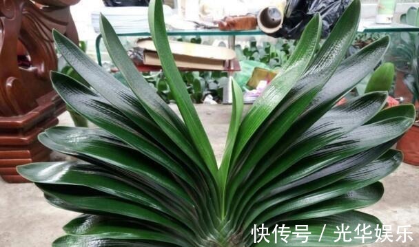 液体|家家都有的一种“液体”,君子兰吃“1勺”,疯长如白菜,花还多