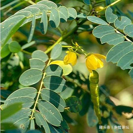 眼病|视力下降试试农村这种植物,泡茶饮用,能保护你的眼晴