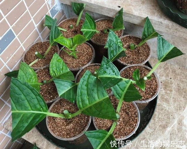 春天不用买盆栽,3种花,摘一个枝扦插,长成一大丛,漂亮好繁殖!