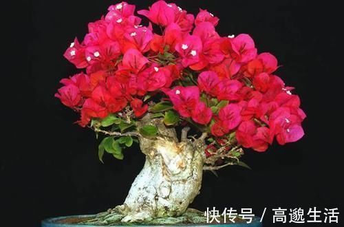 我把三角梅催花的方法都写在这里了,求你们别再问为什么不开花了