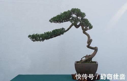 薄膜|三招教会你，让树桩快速发芽成活，方法简单，一看就会，管用