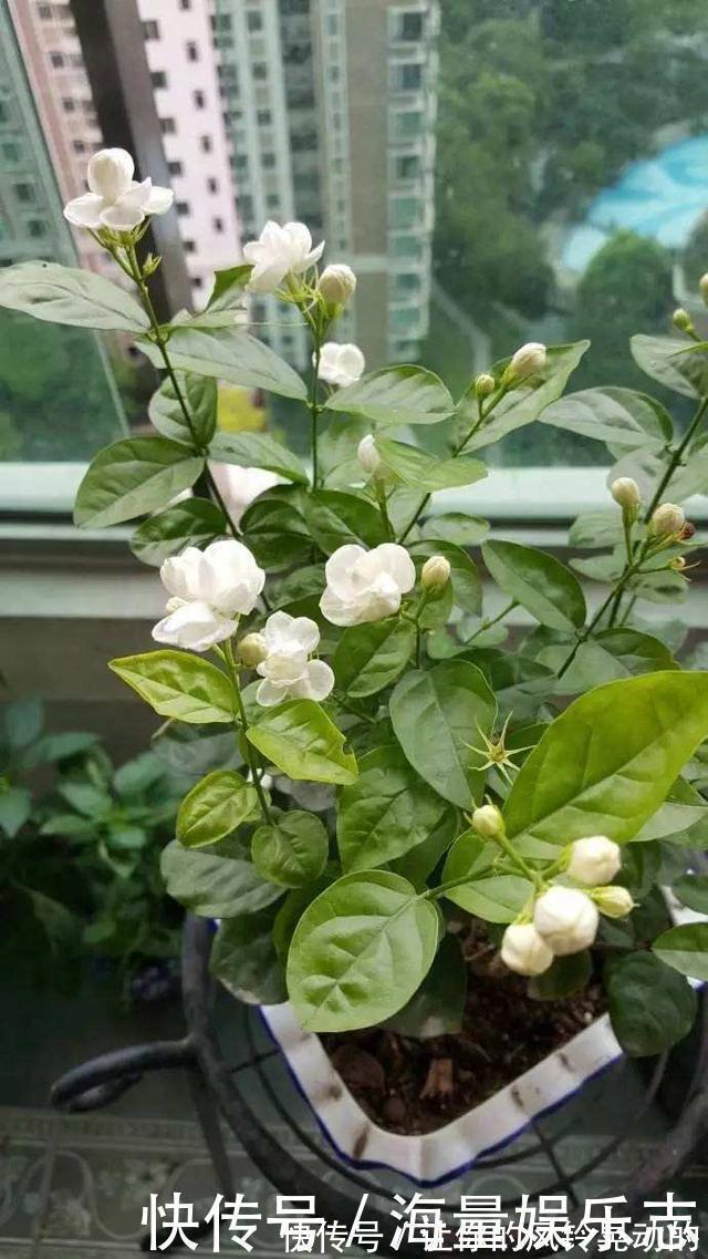 植株|茉莉花开花少,这不是问题,教你几招,花枝都是花苞