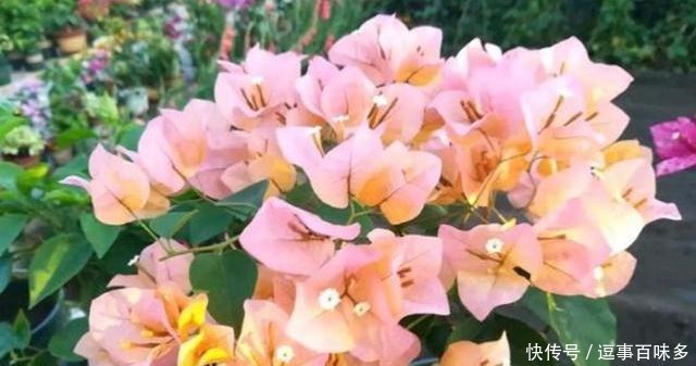 花比|三角梅用这方法养,花一次接一次的开,花比叶子都多