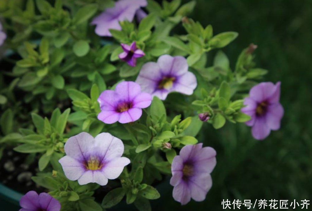 养花最“坑人”的妙招,老花匠都不敢用,养花新手千万别尝试