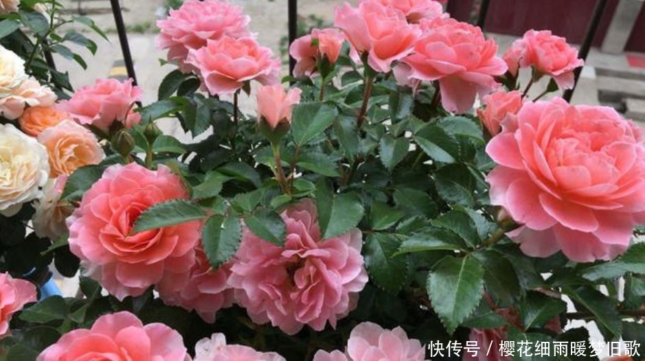 月季花|养月季花，学会“3个”方法，新芽猛冒，开花不断，美爆阳台！