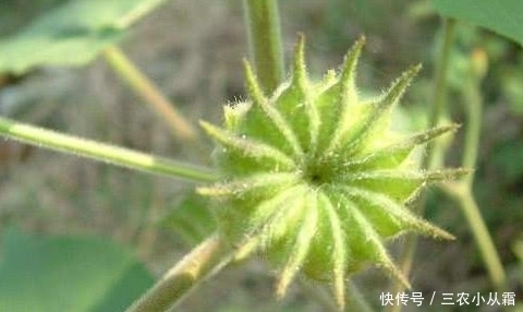 农村有一种野果,价值很珍贵,对治疗耳鸣非常有效