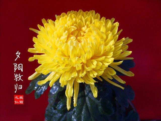 喜欢菊花，不如养盆“珍稀名菊”夕阳牧归，开花爆成花海，美极了