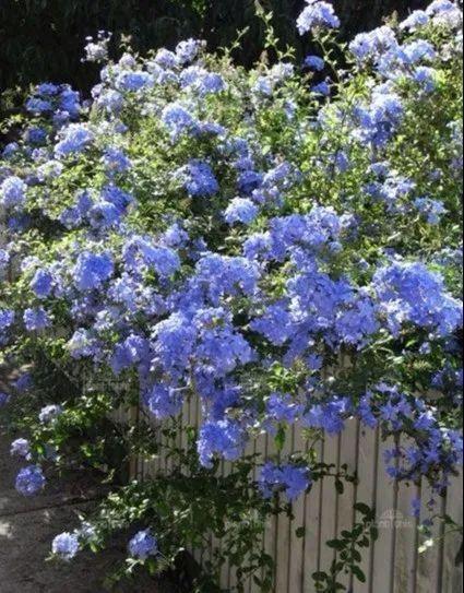 7种花要慎养,房前屋后都爬满,邻居有意见!