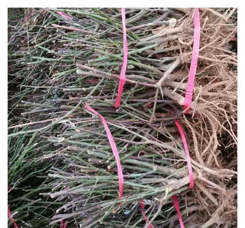 老手|5月逛花市,这些花千万别买,老手都避开,新手抢着买