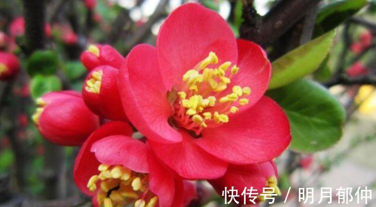 金弹子金弹子|有钱人都养3种树，漂亮又高贵，越养越值钱，旺运一整年