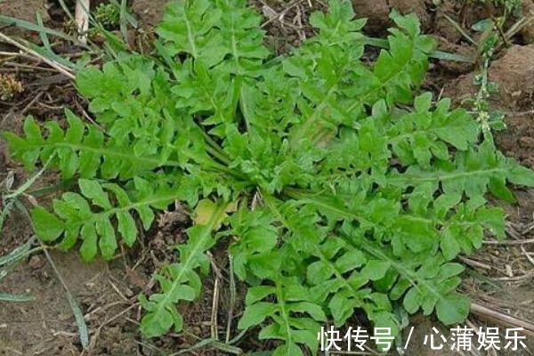 薇菜薇菜|野菜中的“4金剛”，鈣含量是牛奶的2倍，吃過的人都說好！