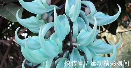 越漂亮的花越神秘，这10种花，都有一个美丽的传说