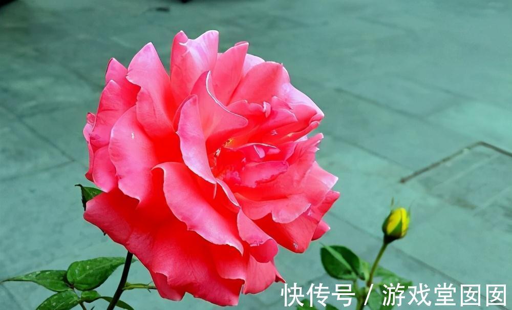 家中养盆花王，开花以后，鲜艳大方，花友来参观，倍有面子