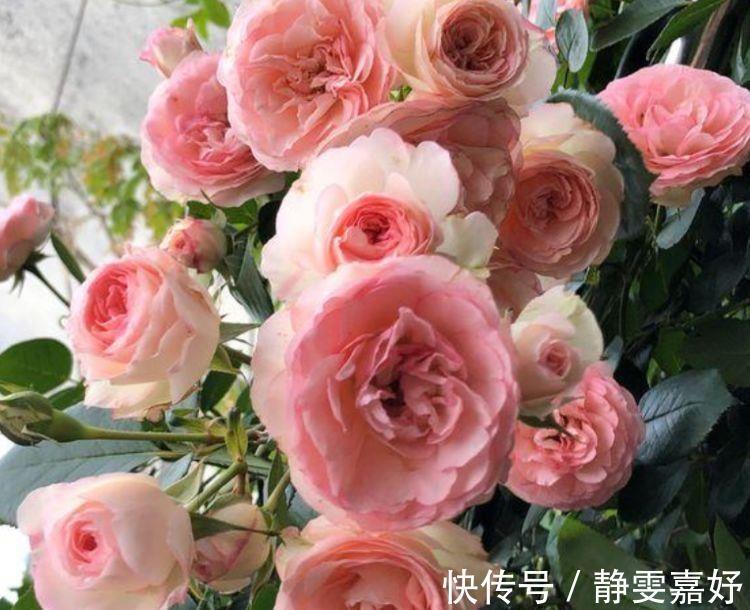 麒麟花|4种花寓意吉祥人人爱,养了就爆盆,好养易活开花漂亮