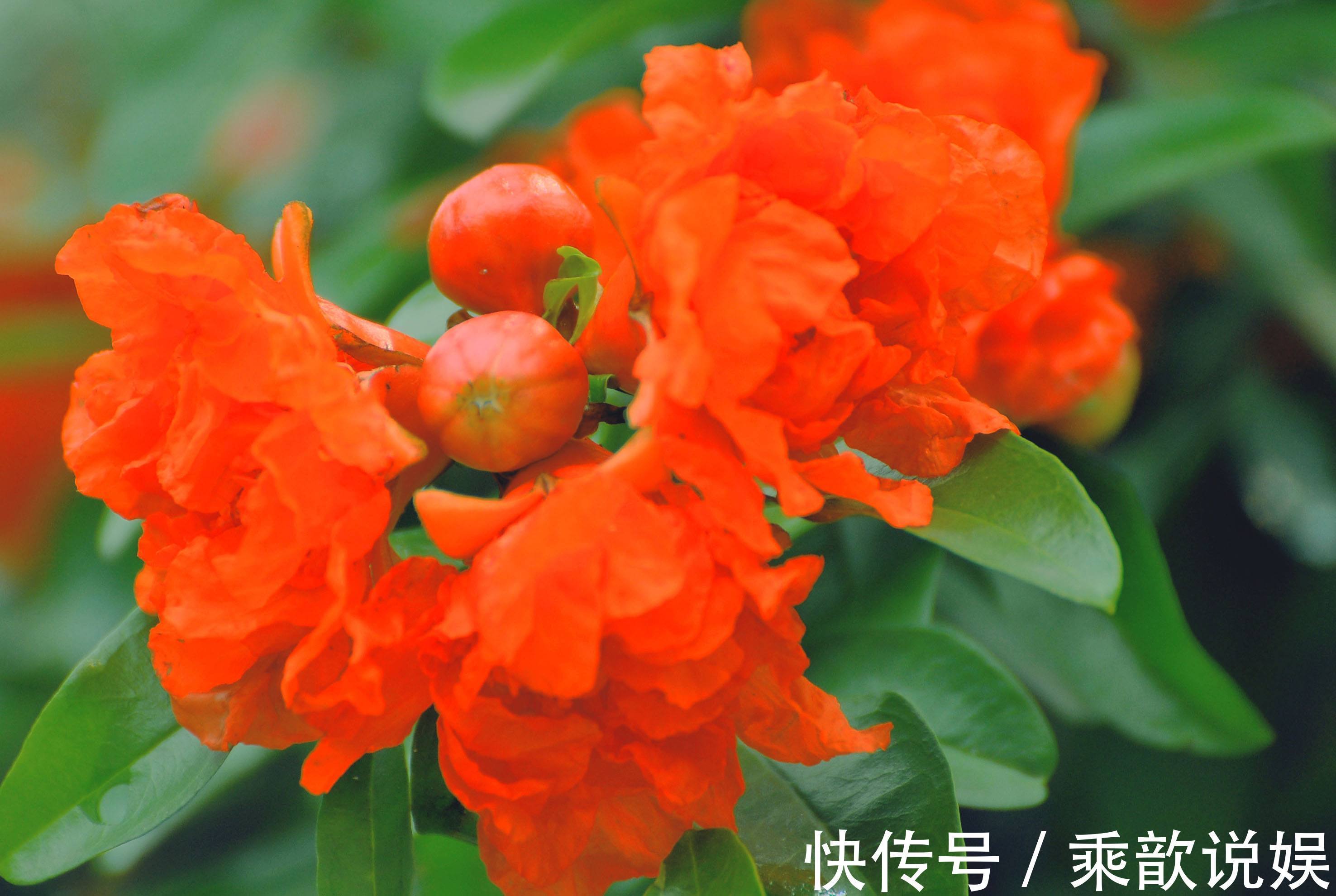 此花一棵树上会出现两种性状的花,是多子多福的象征,吉祥的花