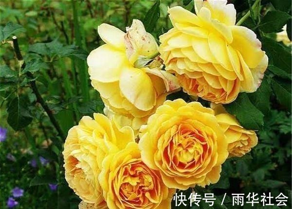 奥斯汀|此花一年开花300天，花朵会散发酒香味，院里养2棵3年爬满墙！