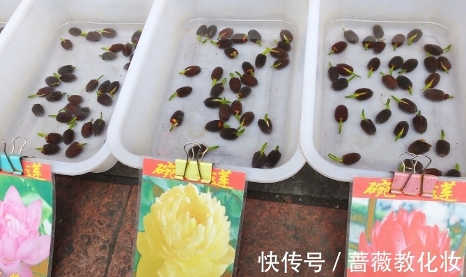 6种花草根本不值得花钱,老花匠良心总结,被骂也要公布