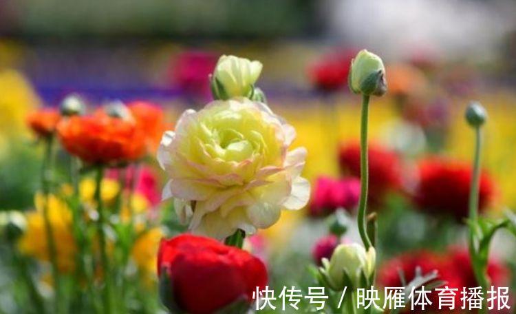 4种花好养易活,旺财又养人,养一盆一年四季都在开!