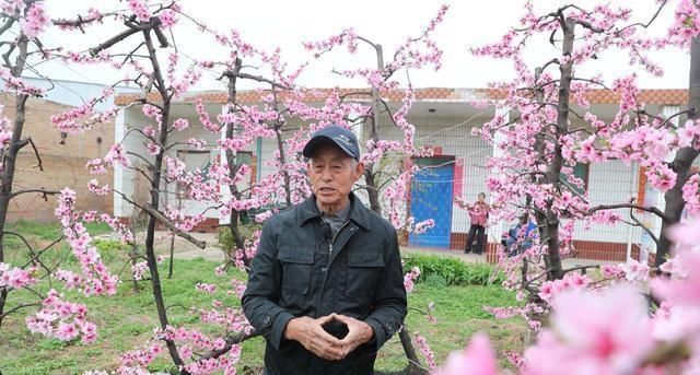 84岁老人家里一棵桃树上长出了13株桃树,开花似“孔雀开屏”