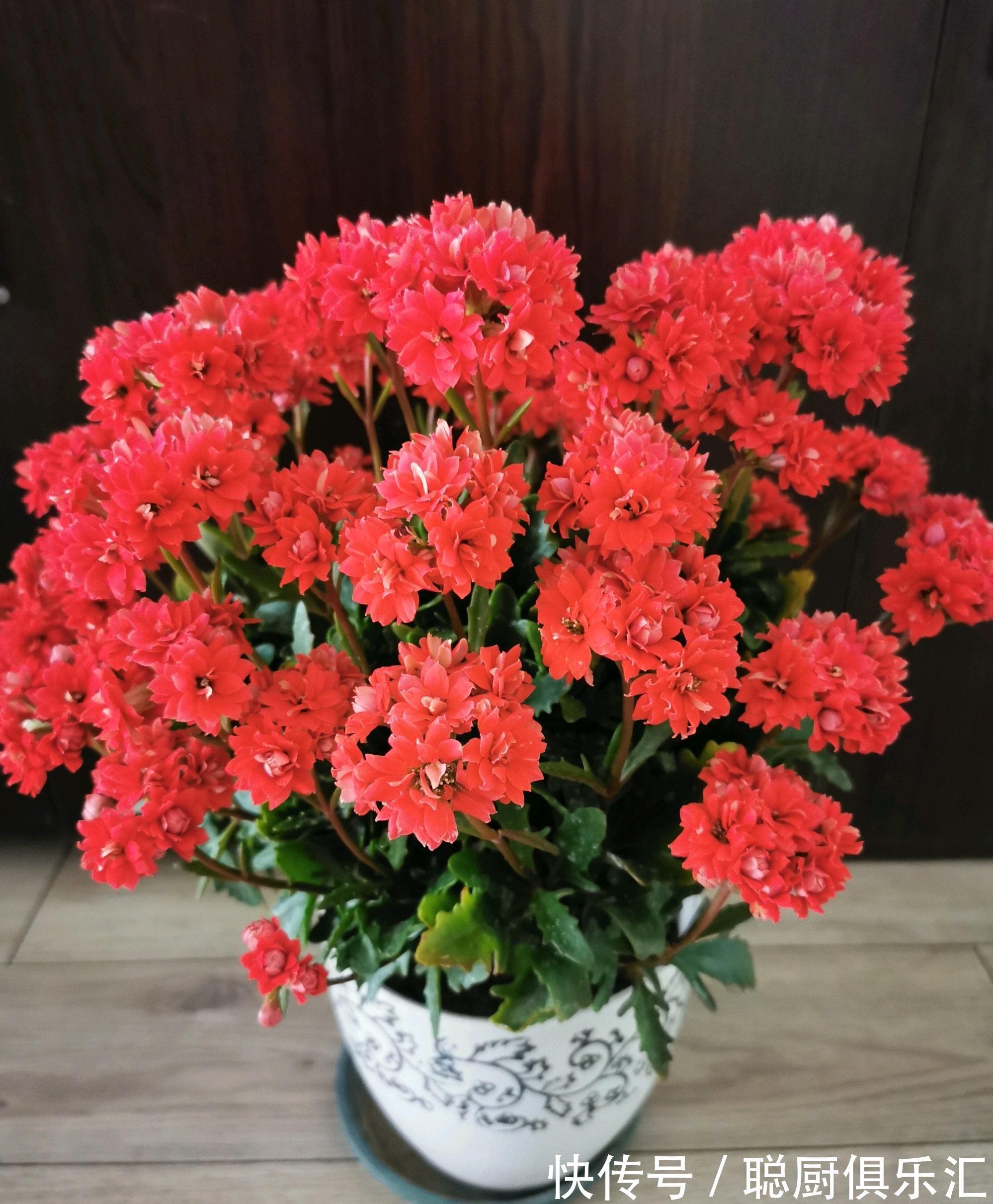 阳台养花,养棵红宝石吧,漂亮又喜庆,三季花开,冬天也灿烂