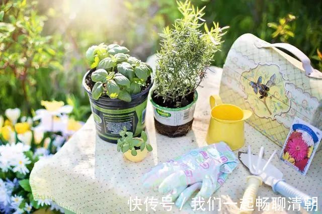 花都|把这些东西倒进花盆里,家里的花都长疯了!