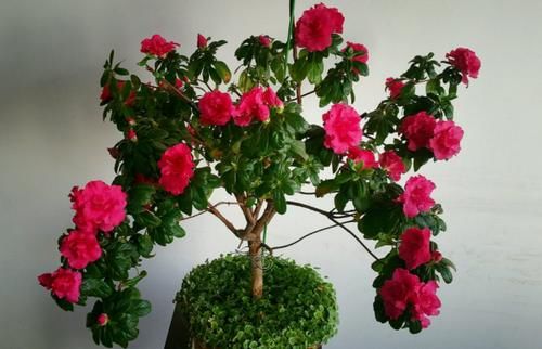 【值得收藏】集合常见的养花问题，帮分析病因、解决方法