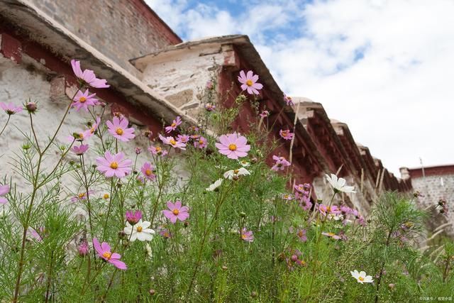 黄花&16首野花诗词久违石阶生绿苔,一朵黄花夹缝开