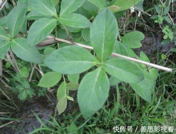 山萝卜|大山里的“野萝卜”，看到是福气，很珍贵，不要一次挖完，需保护