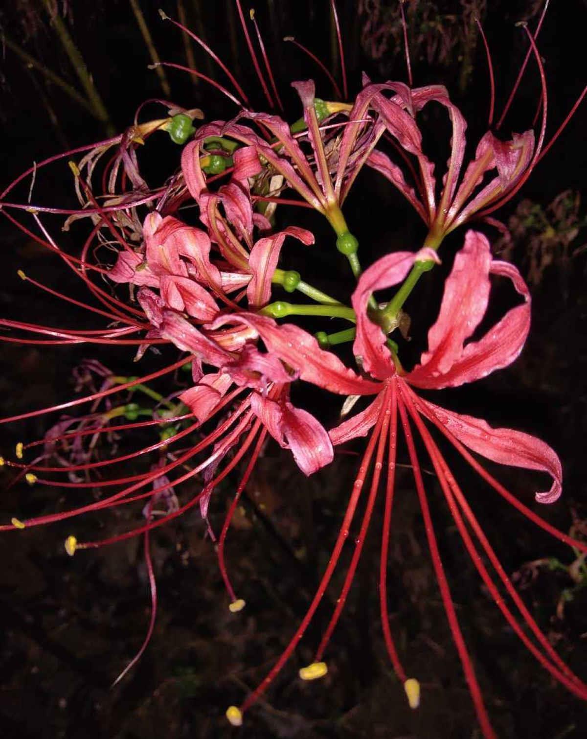 花朵|5种花都说不吉利，我却养了一大盆，每年开花都美翻了