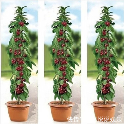 猕猴桃|不骗你,路上碰见这种树苗,多挖几颗回家种,来年就换宝马