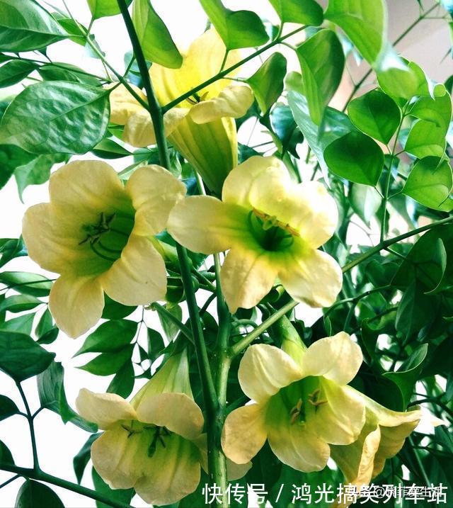 适合客厅养的6种“镇宅花”,美观大气又好养,越养越旺家