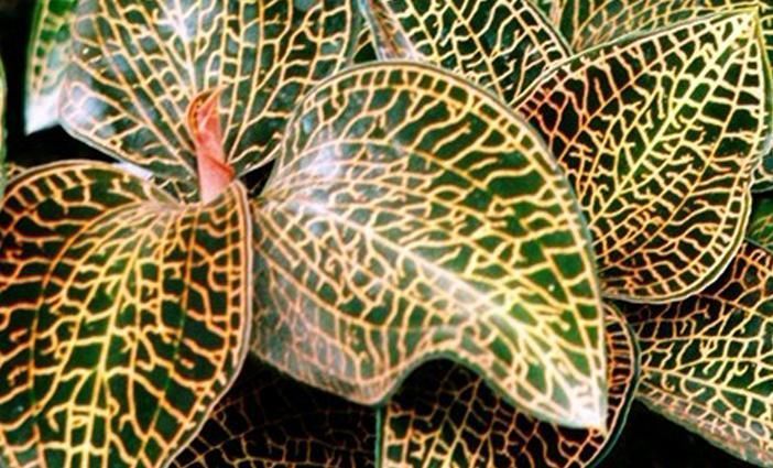 农村一野草,人称“药王”和“神草”,比野人参还珍贵