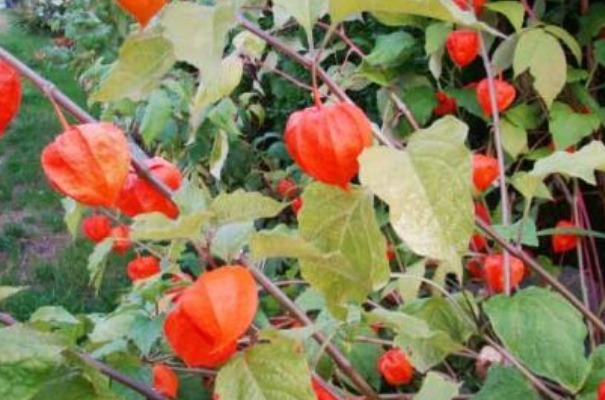 补钙|乡下人常吃的天然钙片,漫山遍野都是,不仅补钙,还有许多好处