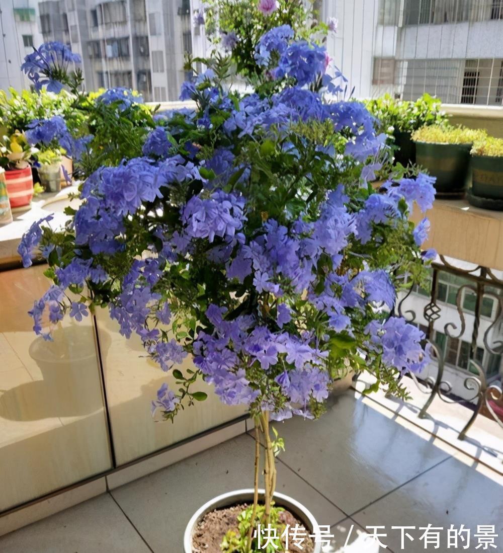 超长待机的3种花,一年开三季,好看又霸气,春天养一盆,刚刚好