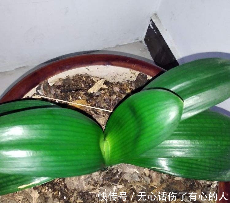 草木灰|花市老板永远不会说的5个秘密,条条是精髓,盆盆养出好状态