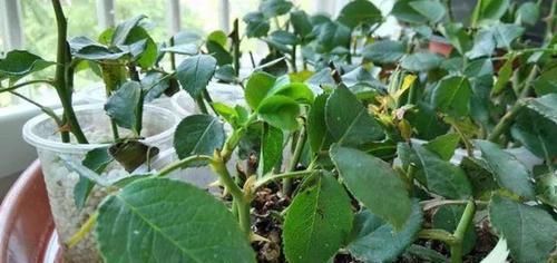 想要提升扦插育苗的成活率？按这步骤来，生根率高得多