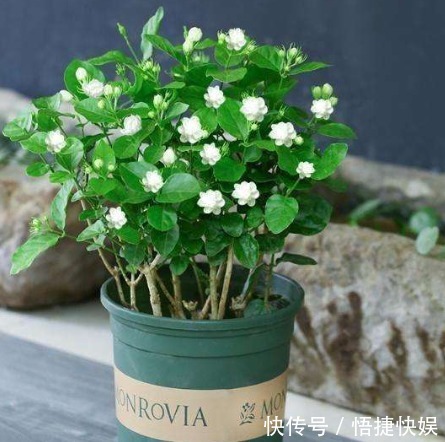 现在逛花市5种花不要买,虽然很漂亮,但是养活难度大,白花钱!