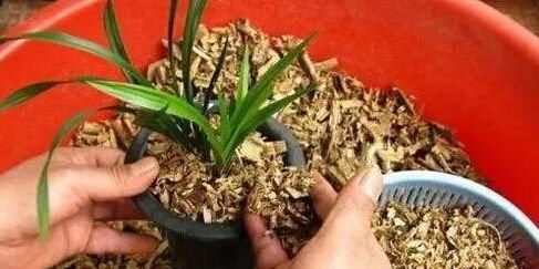  不烂|捡点垃圾放花盆，花儿舒舒服服，十年不烂根，花开枝繁叶茂