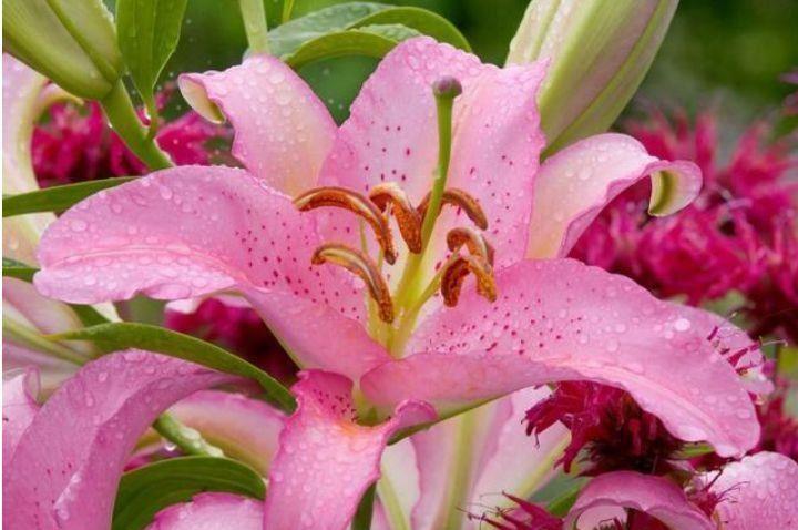 花型|6月12日开始,养花试试这几款,花型奇特美丽,花香四溢飘满屋