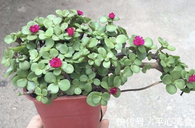 植株|胡大妈养“金枝玉叶”，每次都用“3个方法”，个个都开花，美