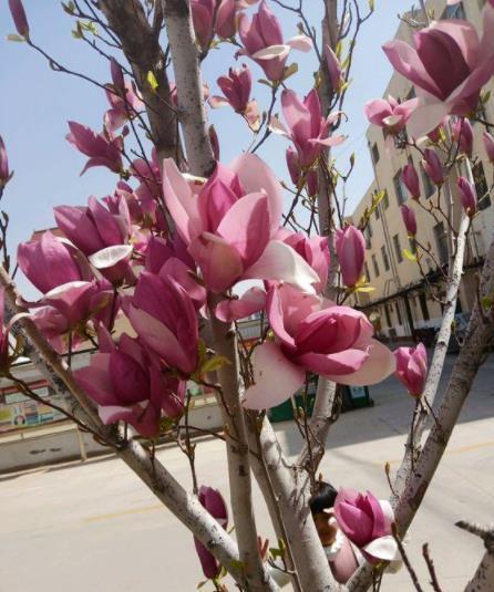 家门口空荡荡的，种棵吉祥树，满树开花颜值高，还能镇宅寓意好