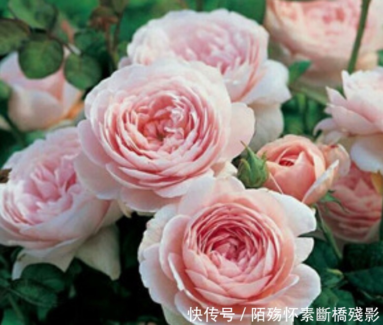 3种花高贵优雅,看了就让人沉醉,花色鲜艳,美丽动人