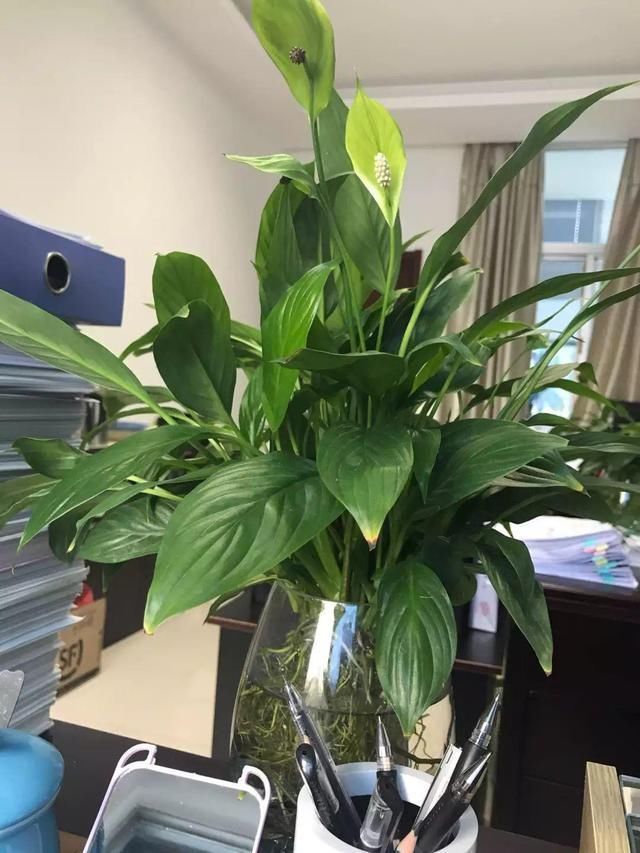 植株|夏天有12种花“晒不得”,见了“强光”就黄叶,挪个地方长得好