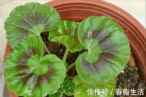 夏天8种花不用买,掐个叶子就能插活,让你的阳台变花园