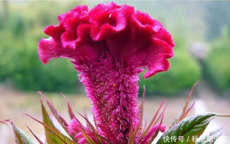 花卉|几款艳丽的花卉，漂亮又好闻，花开芳香四溢，养在家中香飘满屋