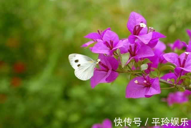 三角梅服盆之后的养护,做好几点,新芽蹭蹭长,花开爆盆