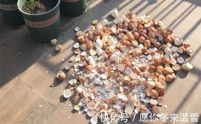 生活中的5种垃圾,都是养多肉的“宝贝”,能做花盆、能做土壤