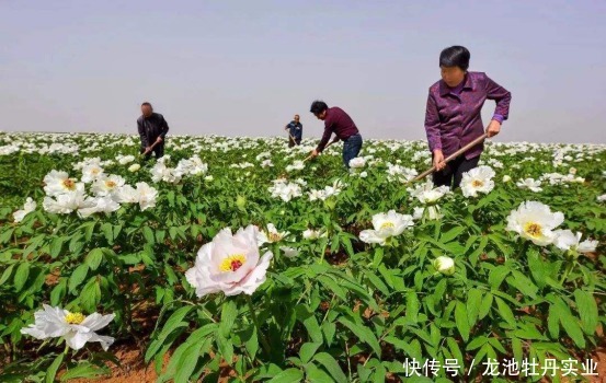  牡丹文化|牡丹产业花开富贵，看龙池牡丹如何助农增收